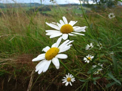 草,鲜花,自然,草地,绿色,雏菊,植物 草,鲜花,自然,草地,绿色,雏菊,植物