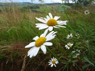 草，鲜花，自然，草地，绿色，雏菊，植物