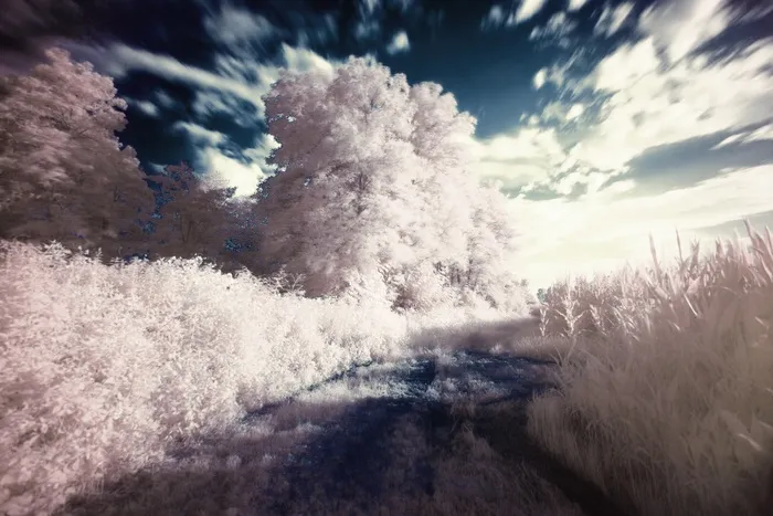 冰雪,柴滕,树,风景,海洋,梦幻滤光片红外超现实