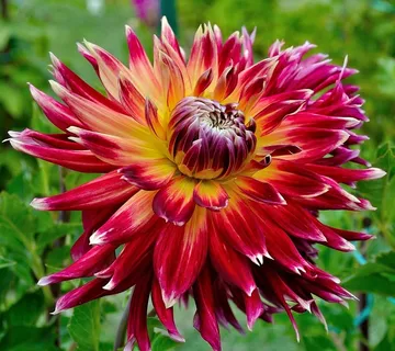 大丽花，花，红色，黄色，橙色，白色，花的