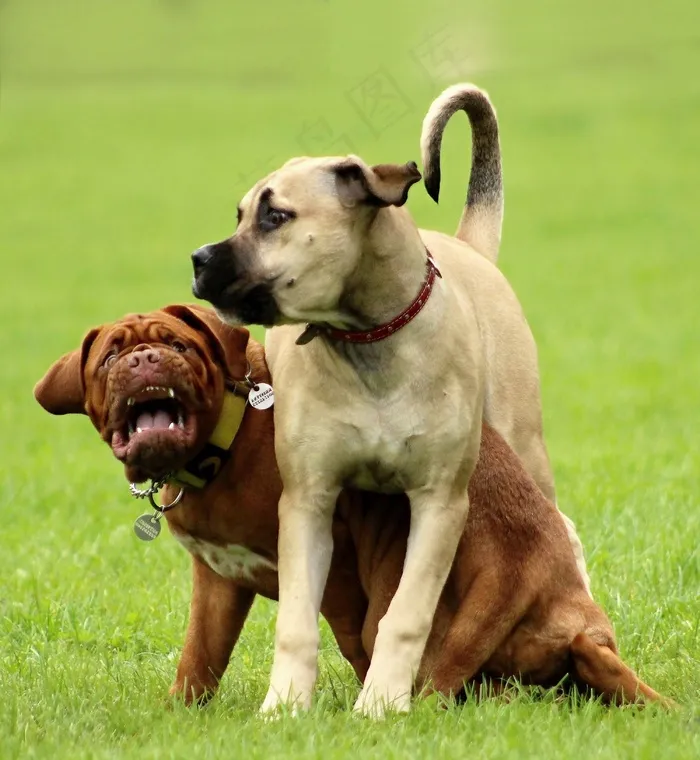 狗，波尔多，Dogue，法语，ast，白色，稀有