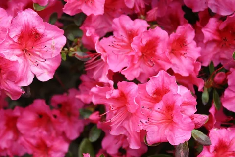 杜鹃花,粉红色,开花,花园,鲜花 杜鹃花,粉红色,开花,花园,鲜花