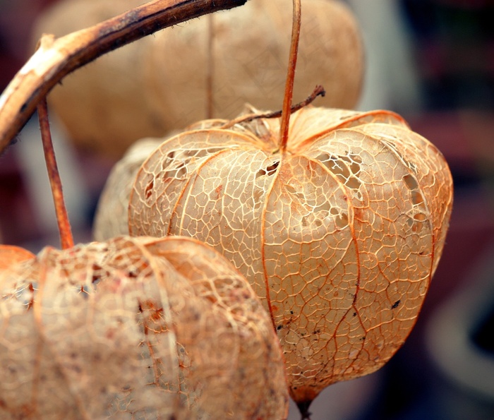 灯笼，花卉，植物园，花的，钟声，植物园