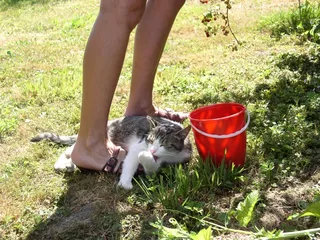 猫，动物，关闭