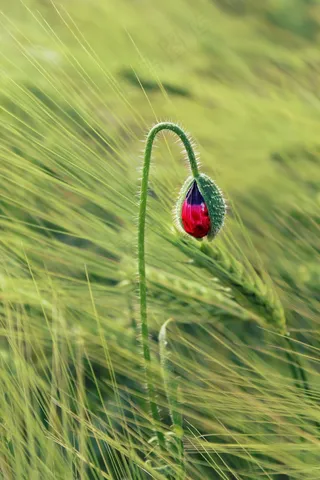 花，罂粟，红色，开花，罂粟花
