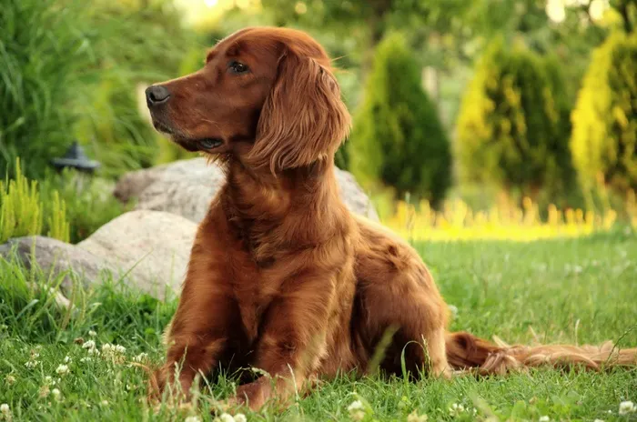 狗，肖像，爱尔兰塞特犬