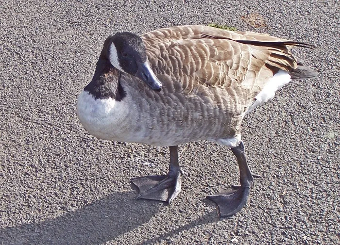 加拿大鹅，鸟，黑雁Canadensis，黑雁
