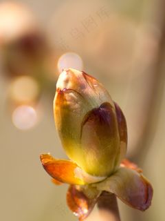 春天，板栗，芽，树，性质，叶子，叶