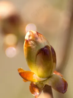 春天，板栗，芽，树，性质，叶子，叶