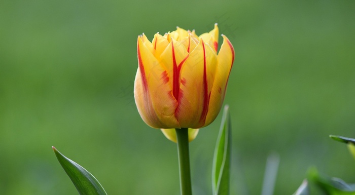 花，郁金香，开花，黄色，红色，半封闭