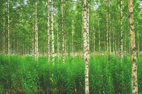 森林,桦木,桦木森林,树木,性质,芬兰 森林,桦木,桦木森林,树木,性质,芬兰