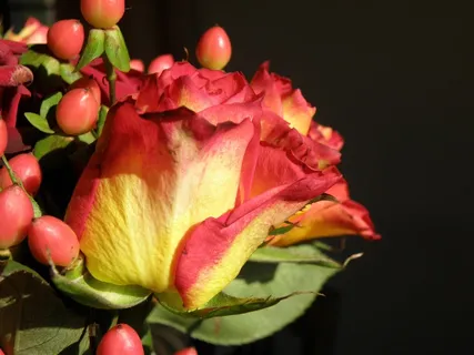 玫瑰,花,红色,黄色 玫瑰,花,红色,黄色