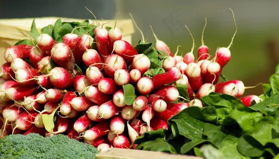 蔬菜，萝卜，维生素，花园