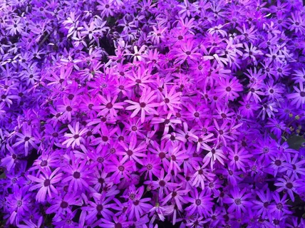 花，春，爱，开花，厂，自然