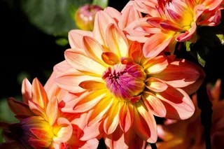 大丽花，大丽花，地热，植物，复合材料，三文鱼