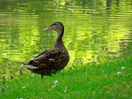 鸭，水禽，水，动物，鸭鸟