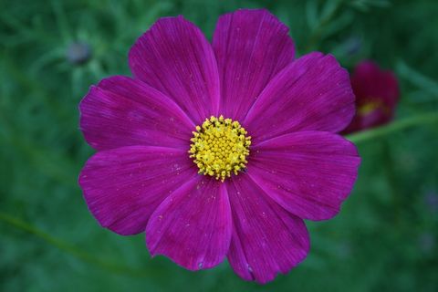 花，粉红色，Ro，粉红色的花，温柔，盛开，紫色