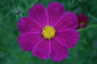 花，粉红色，Ro，粉红色的花，温柔，盛开，紫色