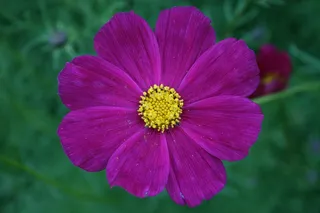 花，粉红色，Ro，粉红色的花，温柔，盛开，紫色