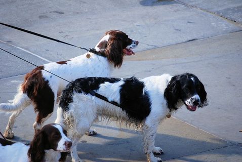 史宾格犬，西班牙猎狗，狗，谱系，斗狗犬，寻找