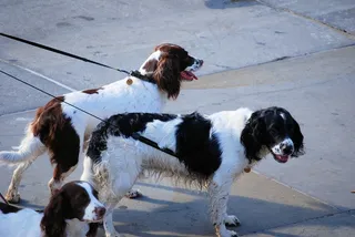 史宾格犬，西班牙猎狗，狗，谱系，斗狗犬，寻找