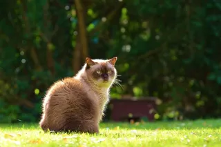 猫，英国短毛猫，Mieze，蓝眼睛，纯种