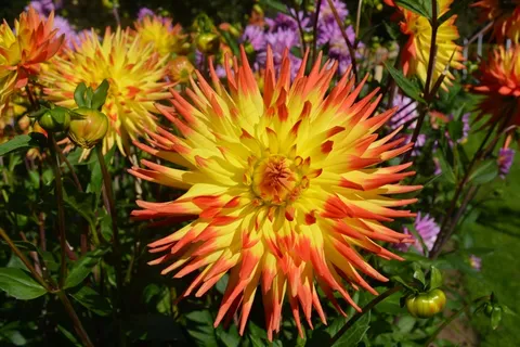 花,颜色,自然,花园,春天,黄色,橙色 花,颜色,自然,花园,春天,黄色,橙色