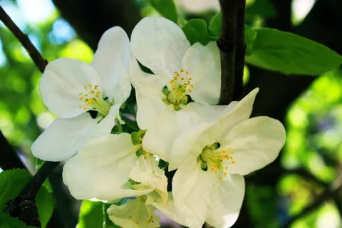 苹果树,花,树,性质,苹果,季节,白 苹果树,花,树,性质,苹果,季节,白