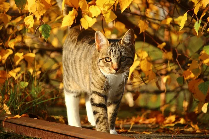 油画,美国短尾猫,猫,老虎,猞猁,猫在秋天的肖像