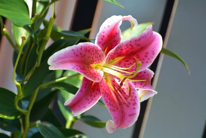 百合，花，开花，春天，性质，花瓣，盛开