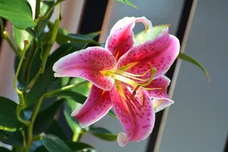 百合，花，开花，春天，性质，花瓣，盛开