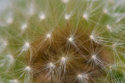 狮子数，春天，宏，