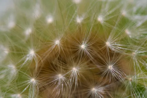 狮子数，春天，宏，