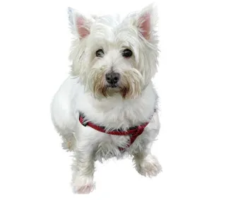 西部高地梗，梗，狗，白色，关闭，免费