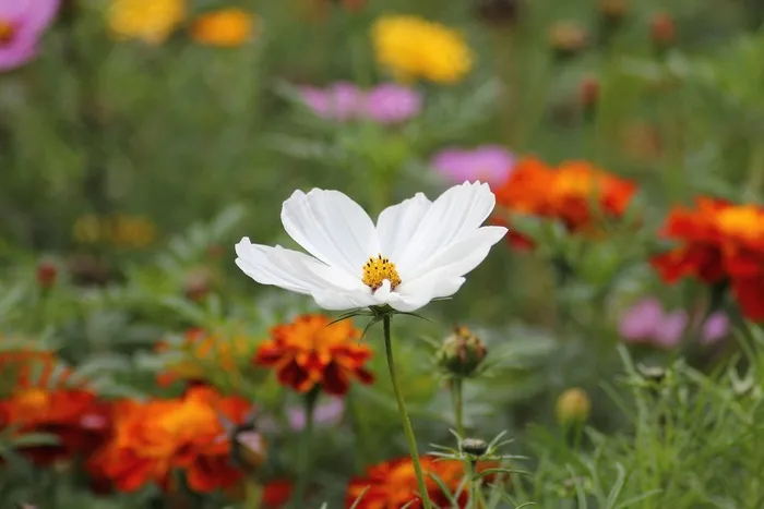 白花，花海，联邦*
