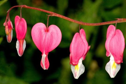 水汪汪的心，宏，Lamprocapnos Spectabilis