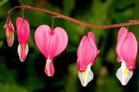 水汪汪的心，宏，Lamprocapnos Spectabilis