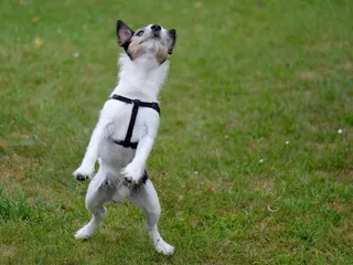 狗，滑稽，混合，播放，跳跃，宠物