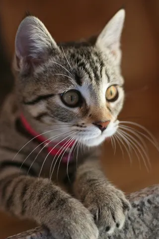 小猫，猫，宠物，猫的，加塔角，动物，猫脸，可爱