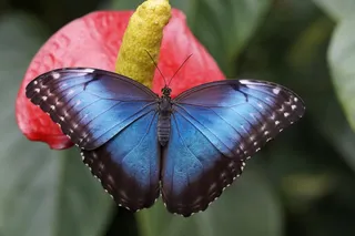 蓝色Morpho，蝴蝶，雨林，Morpho Peleides