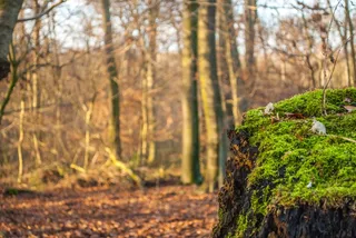 树桩，苔，森林，树，地衣，秋季，性质