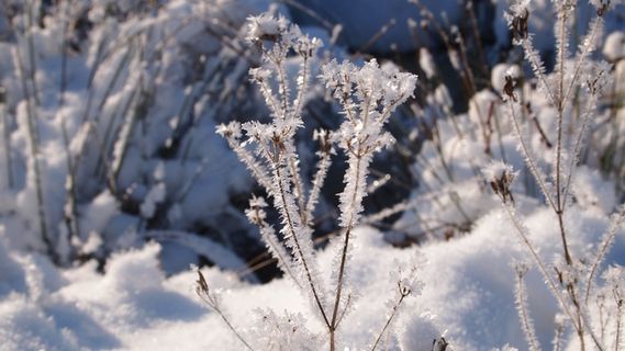 冬季，雪，成熟，白色，冷，枝杈，雪景
