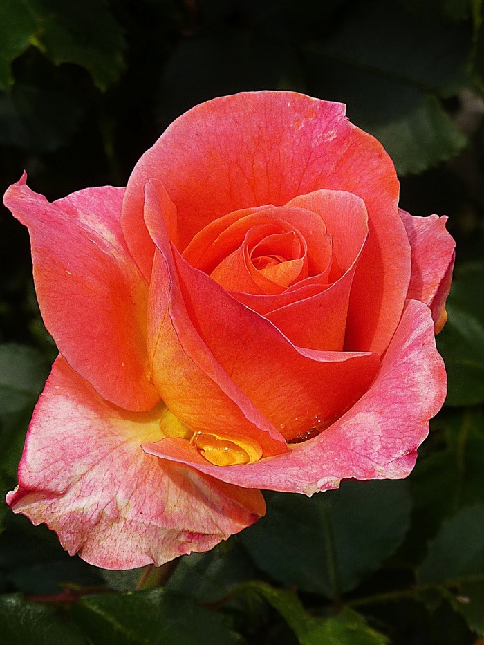 玫瑰，红色，荆棘，雨滴