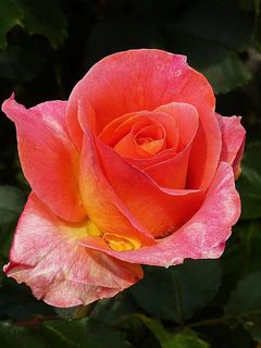 玫瑰，红色，荆棘，雨滴