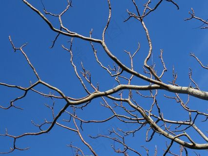 天空，树，有机，农业，户外，环境