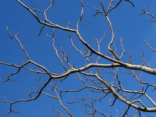 天空，树，有机，农业，户外，环境