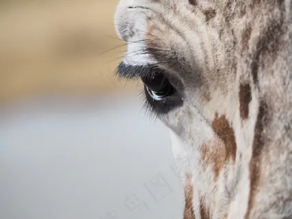 长颈鹿，眼睛，睫毛，关闭，动物肖像