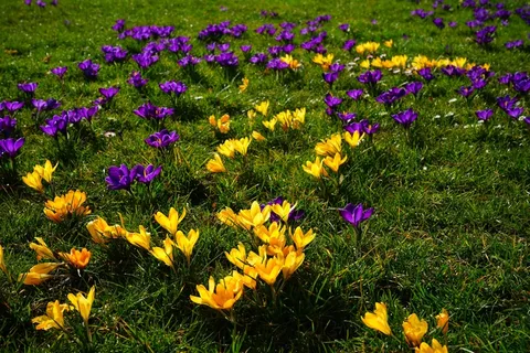 番红花,黄色,紫罗兰色,花卉,春天,Bühen,多彩 番红花,黄色,紫罗兰色,花卉,春天,Bühen,多彩