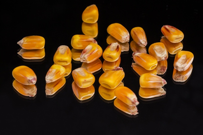 玉米，植物，麦格，作物，黄色，黑色，镜子
