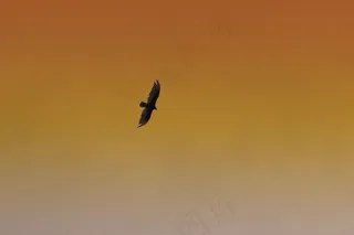 鹰，鸟，飞行，天空，野生动物，橙色